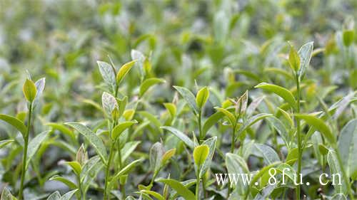 白牡丹茶是什么茶