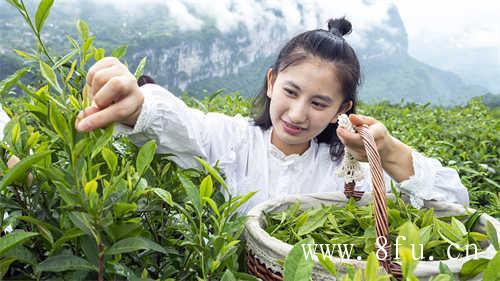 甘千家的茶叶款款都很好