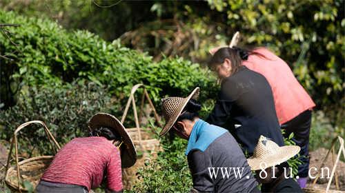 福鼎白茶与安吉白茶的区别