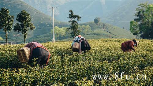 夏季不采茶秋茶品质更好