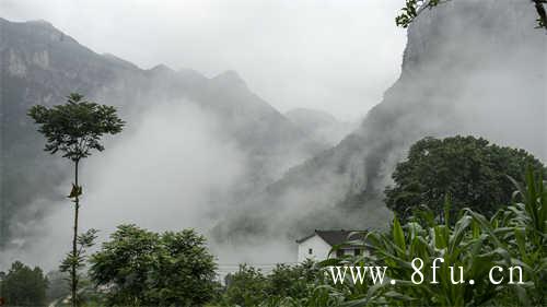 牡丹王与普通牡丹该如何区分