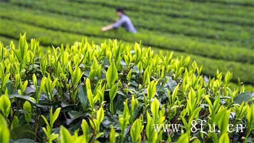 普洱茶怎么选择好坏