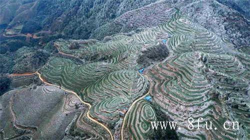 喝乌龙茶减肥吗