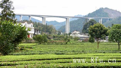 白茶饼如何保存