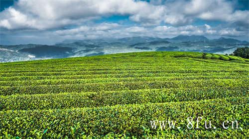 白牡丹过期了吗茶友鉴别