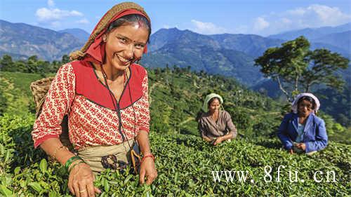 中国十大名茶白牡丹茶