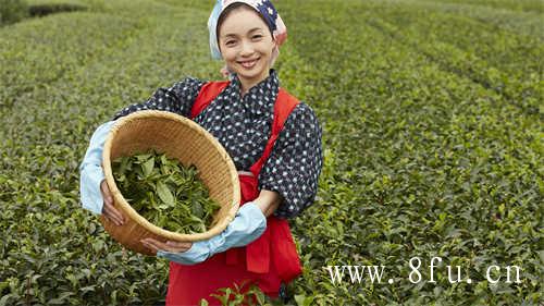 福建白茶制作工艺