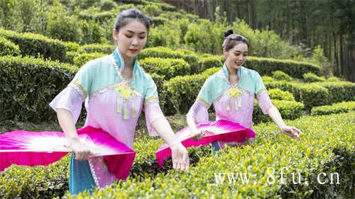 福鼎白茶制作技艺传承者众多