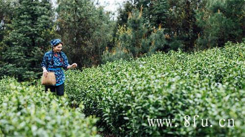 白茶饼不需要提前醒茶