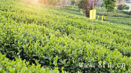 新白茶用玻璃杯还是盖碗好