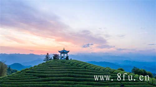 福鼎白茶新手喝什么