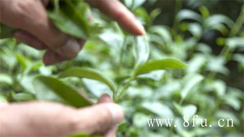 福鼎白茶加工转化率达到100%