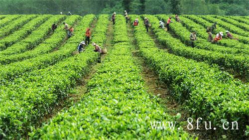 散茶好还是紧压饼茶好