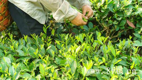 福鼎大白茶白牡丹茶保质期