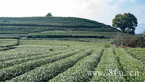 如何用110毫升盖碗冲泡茶汤