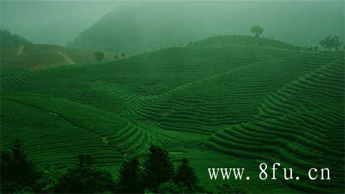 福鼎白茶线上线下齐头并进