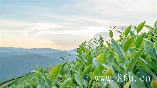 白牡丹茶白牡丹一品茶价格