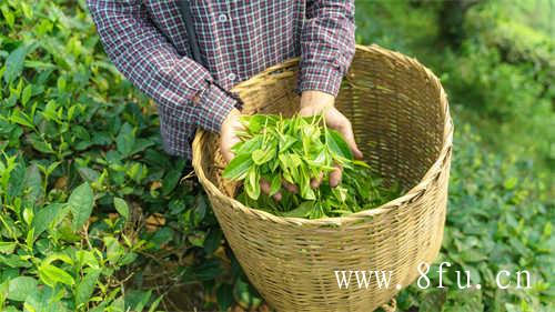 白茶饼到底有什么好