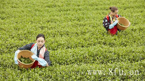 寿眉是白茶中低端茶吗