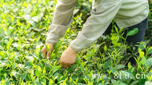 白毫银针的茶福鼎