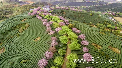 2019福鼎白茶斗茶赛获奖名单