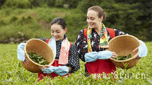 泡寿眉时随便怎么泡都行