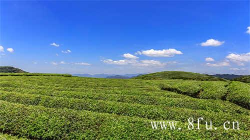 安吉白茶和福鼎白茶的区别