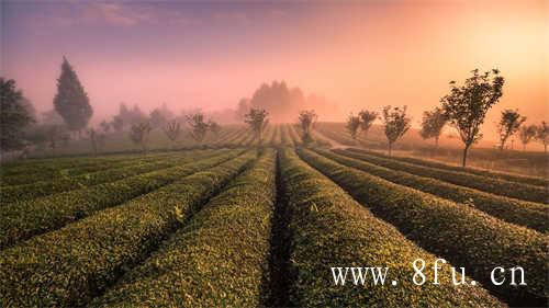 白茶白毫银针茶图片