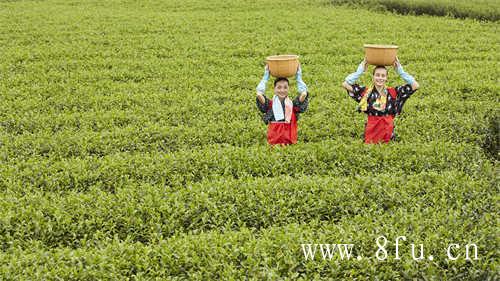 福鼎白茶详细介绍福鼎白茶品鉴