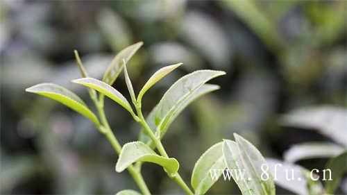 福鼎白茶的茶树品种叶缘