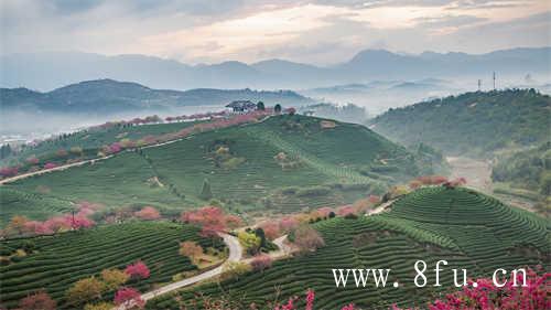 名优茶评选活动圆满成功