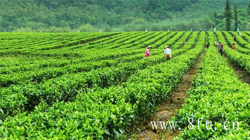 安溪乌龙茶铁观音茶叶