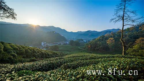 走进福鼎细看每个茶区的不同