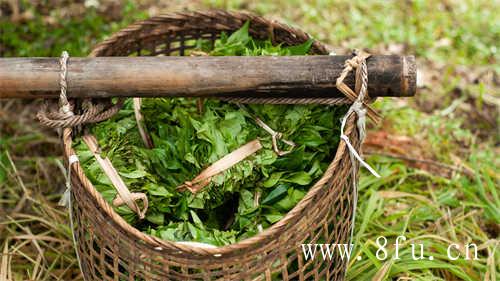 散茶和茶饼哪个好