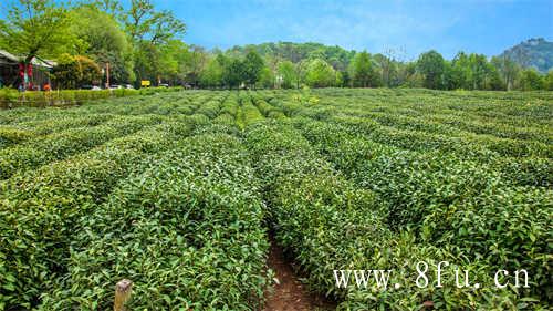 陈白茶怎么泡才好喝