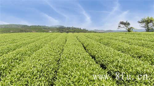 福鼎白茶是什么茶