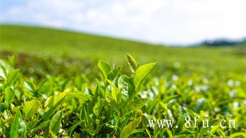 福鼎白茶制茶师研习班成功举办