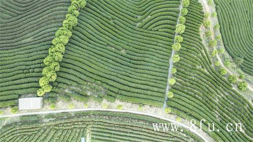 绿碧茶园夏季限定白桃乌龙茶
