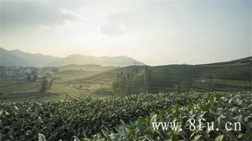 特级老白茶寿眉茶饼价格