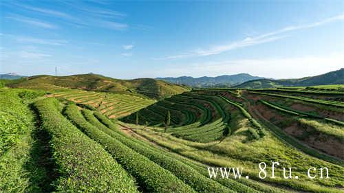 好好喝黑茶不去抱怨