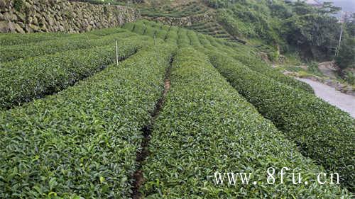 1020年老白牡丹茶保存方法