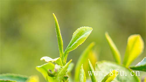 大白茶与绿雪芽