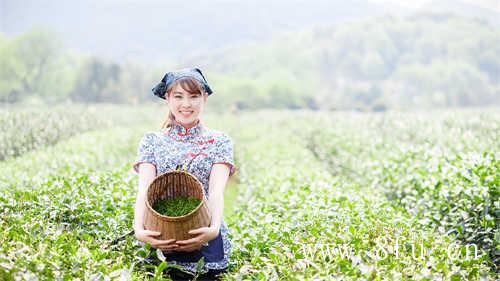 白茶的白牡丹新茶阶段花香馥郁