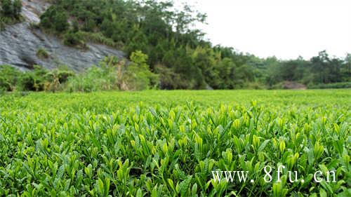 荒野茶为什么越来越少喝到