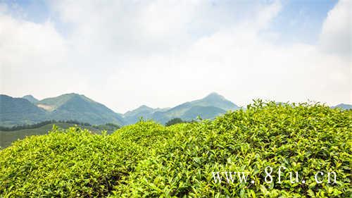 陈茶饼和新茶饼哪个好