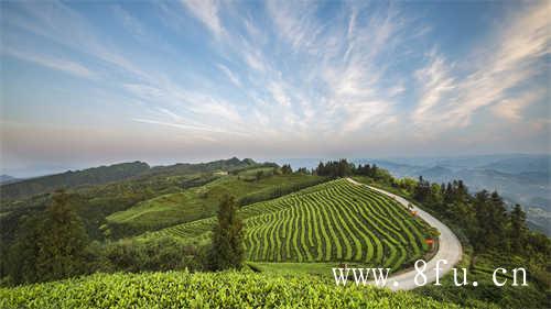 代表性高山茶阿里山乌龙