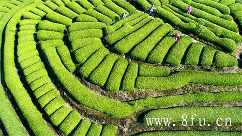 福鼎特级老白茶寿眉茶饼价格