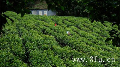 中国十大名绿茶最新排名