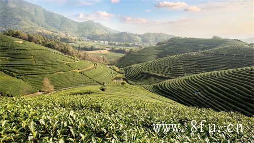 白牡丹茶白牡丹一品茶价格