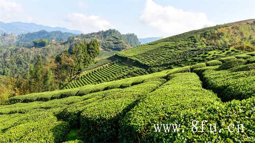 寿眉用玻璃壶煮茶好不好